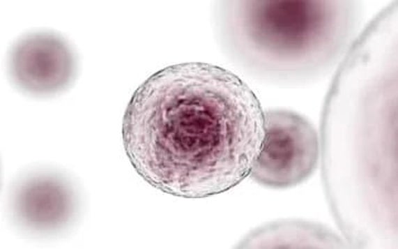 Image Of Stem Cells On White Background