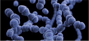 Importance of Microbiota in CMPA