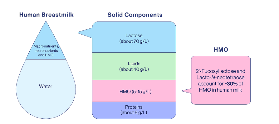 The Composition of Breastmilk